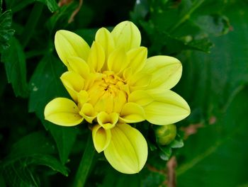 Close-up of yellow flowering plant in park