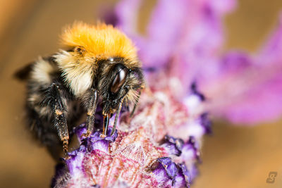 Close-up of bee on flower