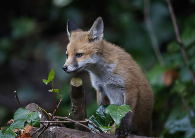 Close-up of fox on tree