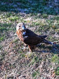 Close-up of a bird perching on a field