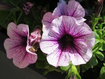 Close-up of flowers blooming outdoors