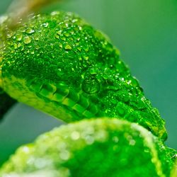 Close-up of water drops on leaf