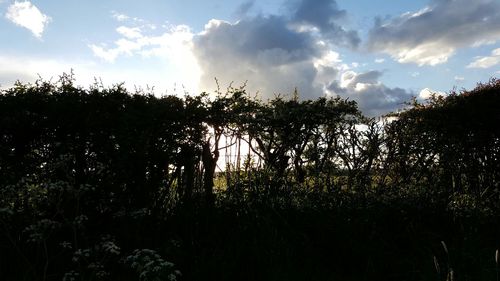 Low angle view of silhouette trees against sky