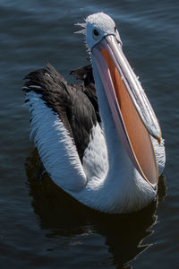 Close-up of pelican in lake