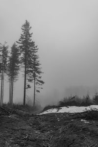 Trees on snow covered land against sky
