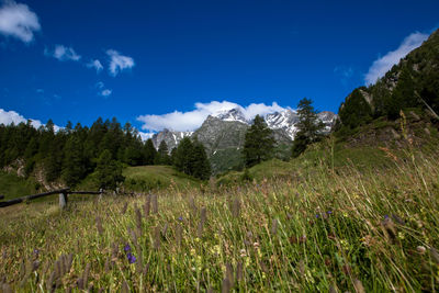 Plants on field by mountains against blue sky