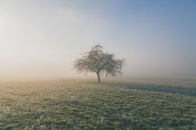 Tree on field against clear sky