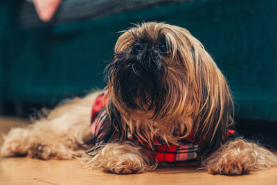 Close-up of a dog relaxing on floor at home