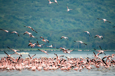 Flock of seagulls flying over sea