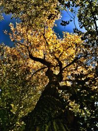 Low angle view of trees