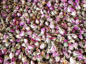 Full frame shot of purple flowering plants