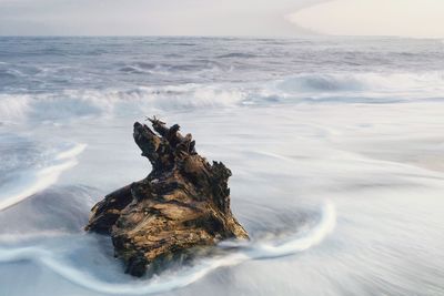 Driftwood on rock in sea against sky