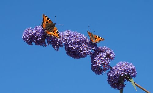 Low angle view of flowers against clear blue sky