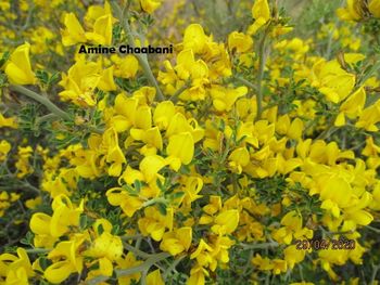 Close-up of yellow flowering plants on field