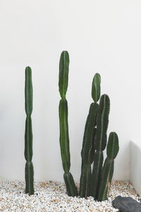 Close-up of plant against white background