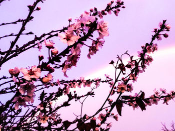 Low angle view of pink flowers blooming on tree against sky
