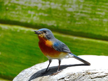 Close-up of bird perching on leaf