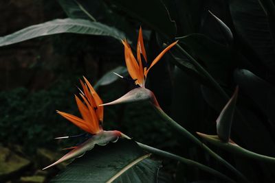 Close-up of plant