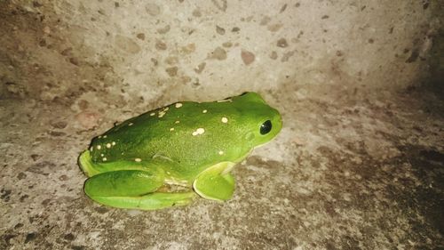 High angle view of green lizard