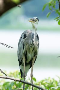 Close-up of a bird perching on plant