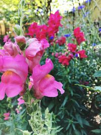 Close-up of pink flowers blooming outdoors