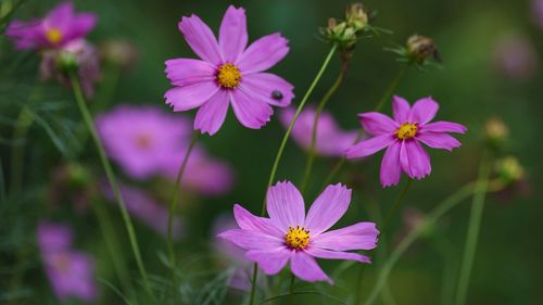 Close-up of pink cosmos flowers