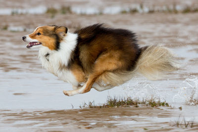 Dog in mid-air while running