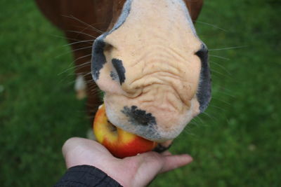 Close-up of hand feeding