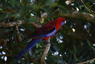 Low angle view of parrot perching on tree