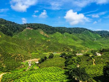 Scenic view of agricultural field against sky