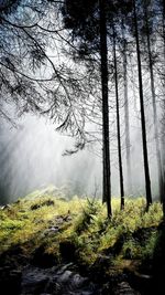 View of trees on landscape