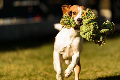 Beagle dog fun in garden outdoors run and jump with rope towards camera. active pet concept