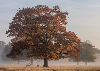 Tree on field against sky during autumn