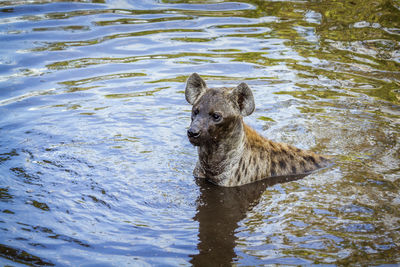 High angle view of hyena swimming in lake