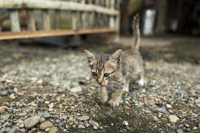 Portrait of cat