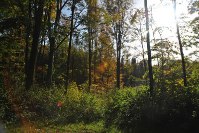 Trees in forest