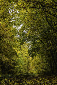 Trees in forest