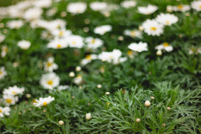 Close-up of white daisy flowers on field