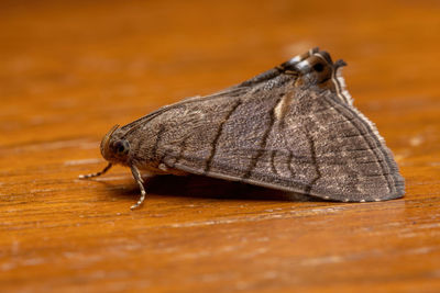 Close-up of butterfly on wooden table