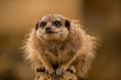 Meerkat on guard