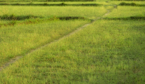 Scenic view of agricultural field