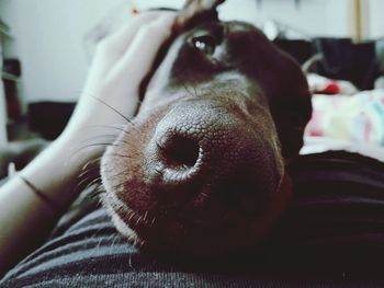 Close-up of dog lying on bed