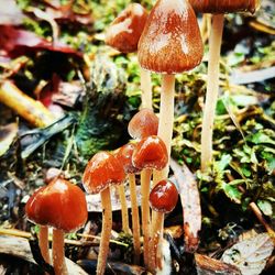 Close-up of fly agaric mushroom