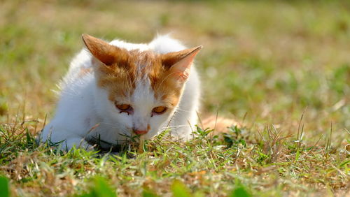 Portrait of a cat on field