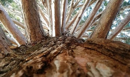 Close-up of tree trunk in forest