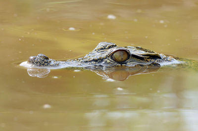 Close-up of turtle in water