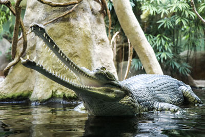 Close-up of crocodile swimming in water