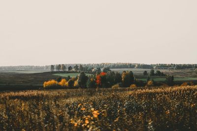 Scenic view of field against clear sky