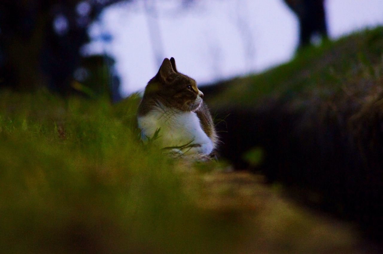 one animal, animal themes, selective focus, animals in the wild, focus on foreground, wildlife, grass, field, nature, full length, outdoors, pets, bird, close-up, no people, side view, day, surface level, motion, mammal