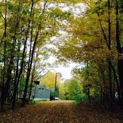 Trees in park